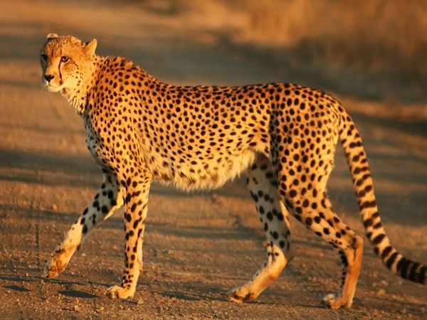 Cheetah Reintroduction Project To Take Off On Pm Modi S Birthday