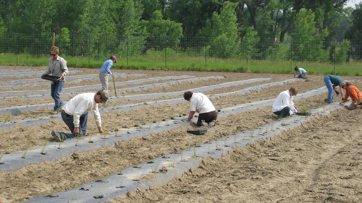 How Geospatial Datasets Can Improve Lending To India S Farmers