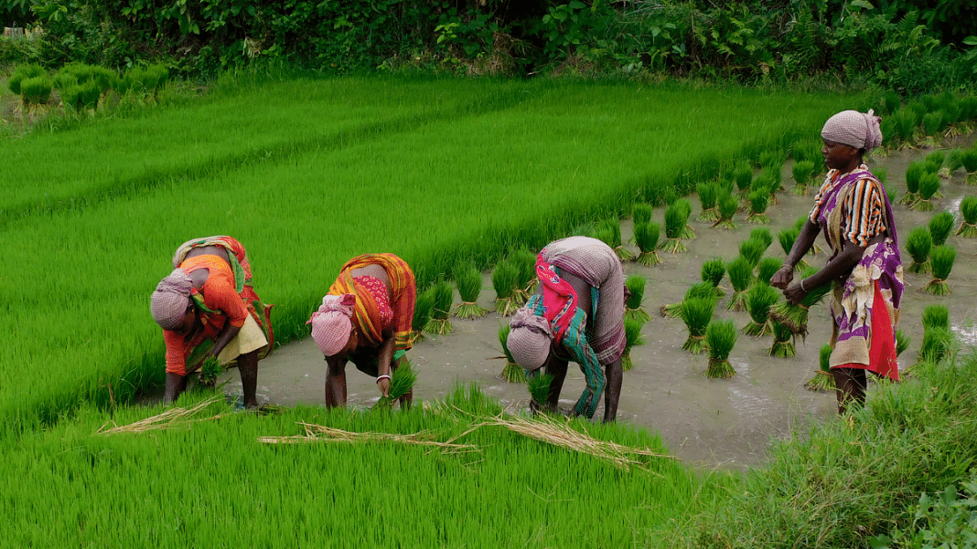 Destructive Or Not Scientist Sparks Debate Over Haryana Scheme That