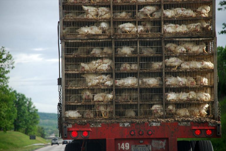 Law Commission report: Four former HC judges voiced deep anguish over treatment of poultry birds