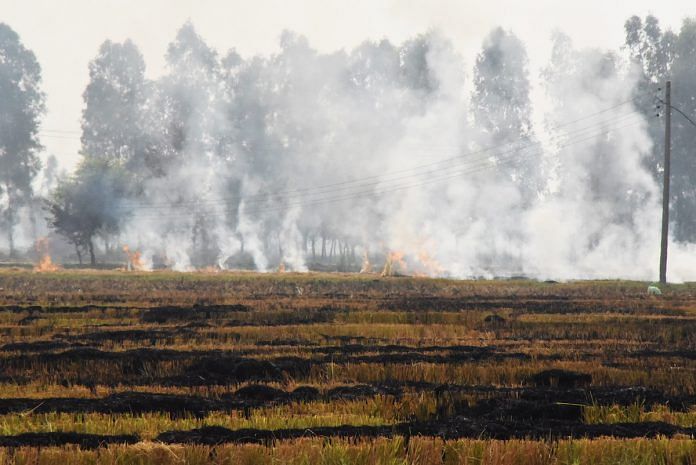 Straw being burnt in a paddy field in Punjab | Nayanika Chatterjee/ThePrint