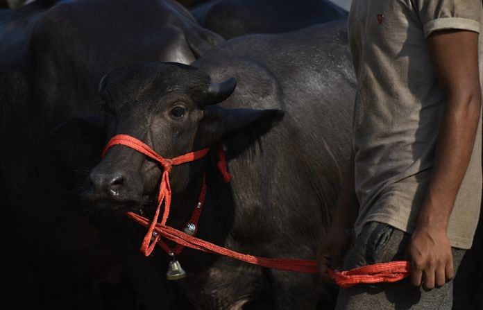 The Centre may amend rules banning sale of cattle for slaughter