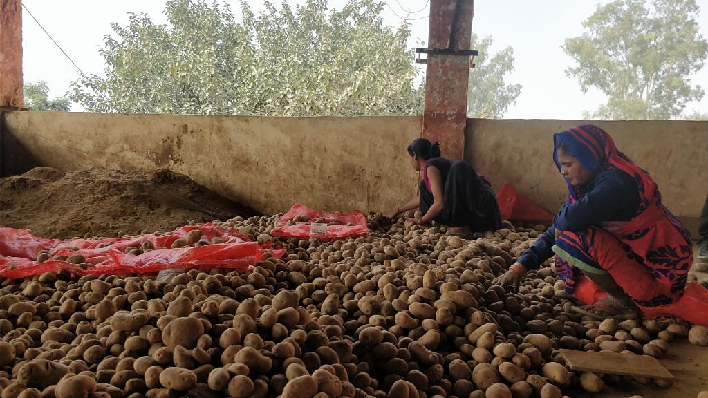 Farmers sorting through potato crop in Uttar Pradesh