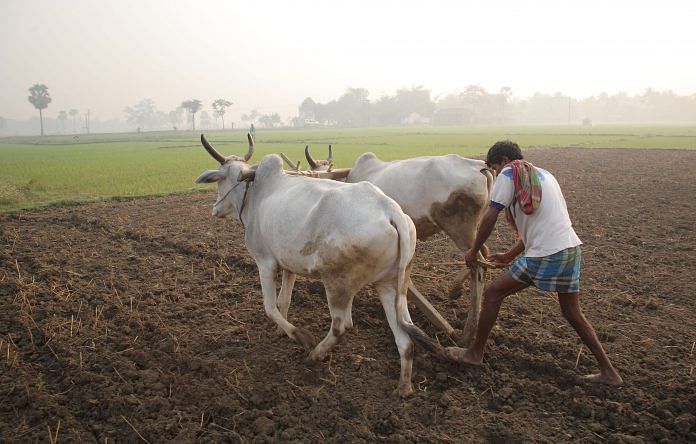 A farmer ploughing with cattle