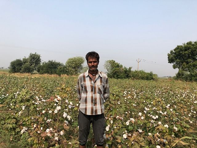 A man standing in a cotton field