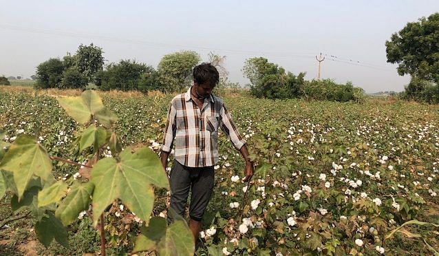 Mansukhbhai Dafda in his cotton farm in Sukhpur village, Gujarat