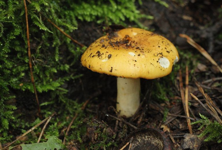 Mushrooms better than Modi’s ‘Taiwanese ones’: Because you’re worth it