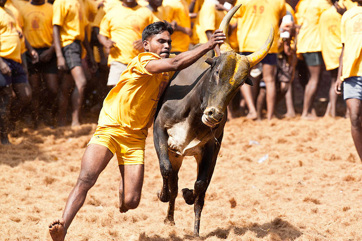 Jallikattu begins today — the &#39;barbaric sport&#39; that celebrates hard-working  Tamil farmer