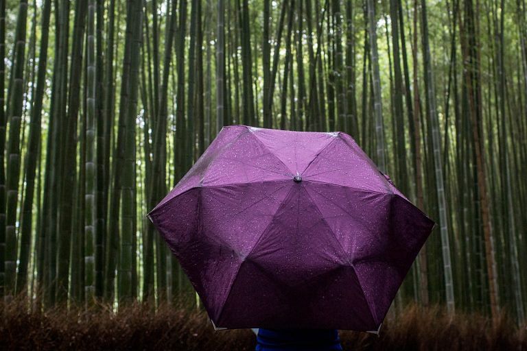 Bamboo’s no longer a tree: Change in forest law sows seeds of hope among NE farmers