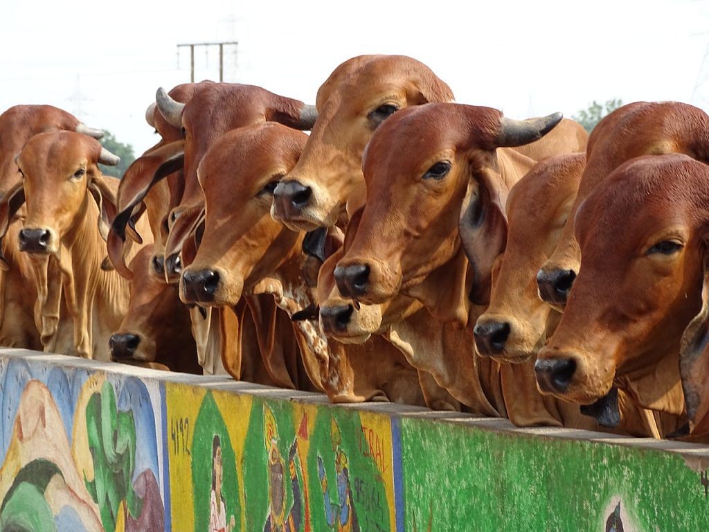 Indian cows stand behind a shelter wall