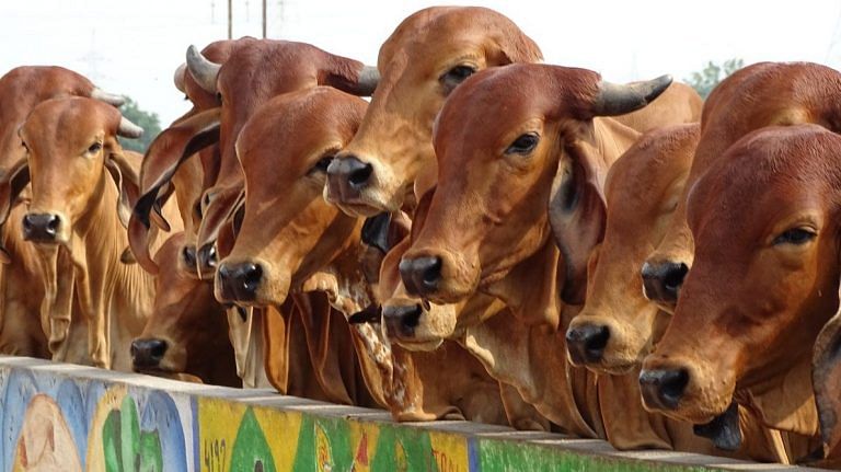 Cow start-ups, Har Ghar Gai, CSR for shelters – Modi govt’s new idea to boost rural economy
