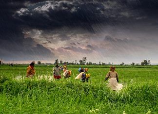 Farmers working | Representational image | commons