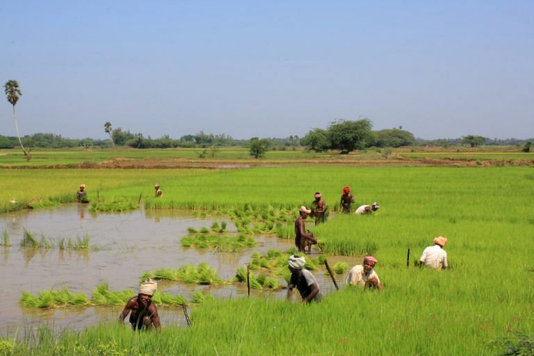 SC’s verdict leaves us high and dry, say farmers in Tamil Nadu’s Cauvery Delta