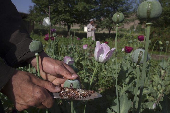 Opium cultivations destroyed in Arunachal Pradesh