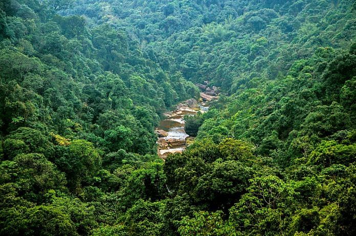 Forests of Meghalaya | Representational image| Commons