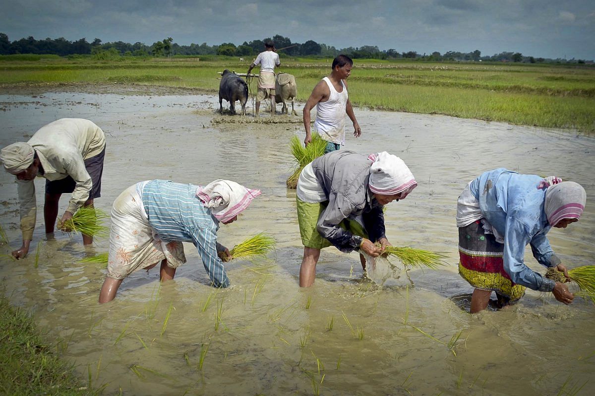 Paddy seedlings