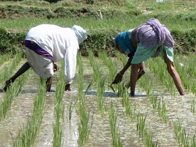 Farm to vote: Modi govt unveils its biggest social welfare budget yet