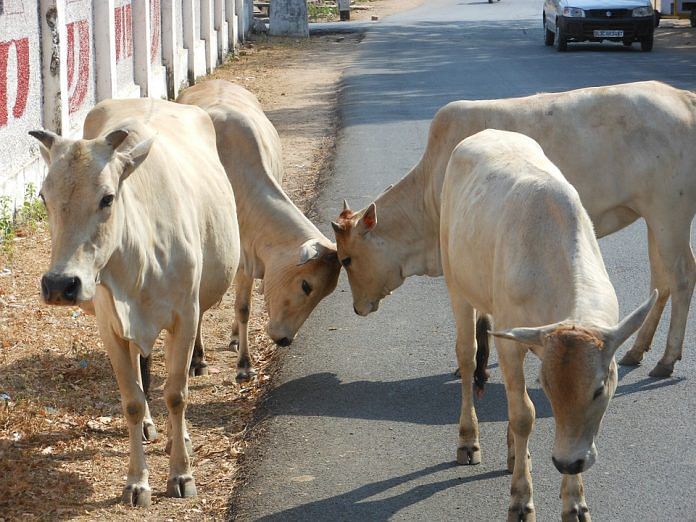Indian Cows