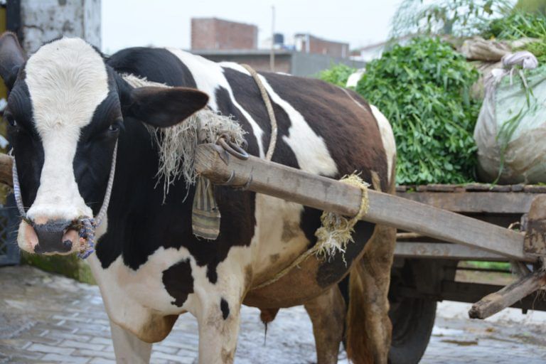 Haryana aims for new gender selection record, wants 90% of cattle to be female
