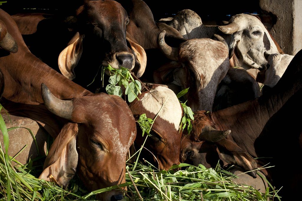 Cows at a shelter in Maharashtra | Allison Joyce/Getty Images