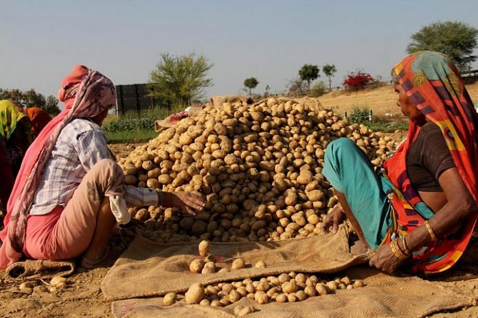 Potato farmers in Uttar Pradesh