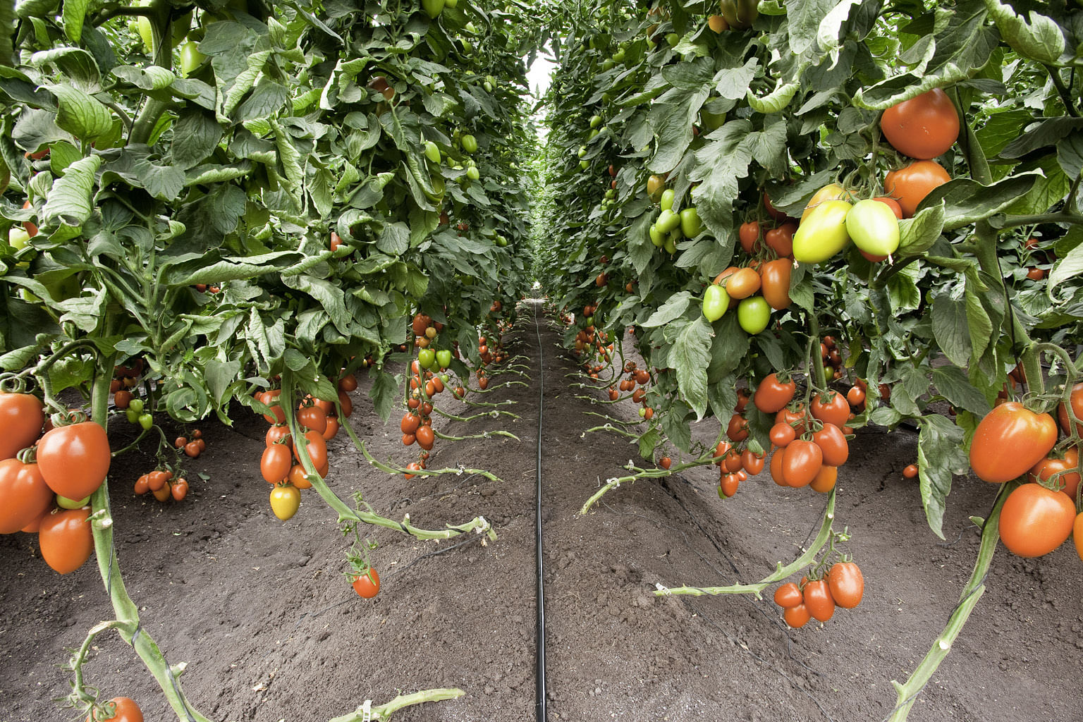 Israeli Technology Is Helping Grow More Tomatoes In Tamil Nadu ...