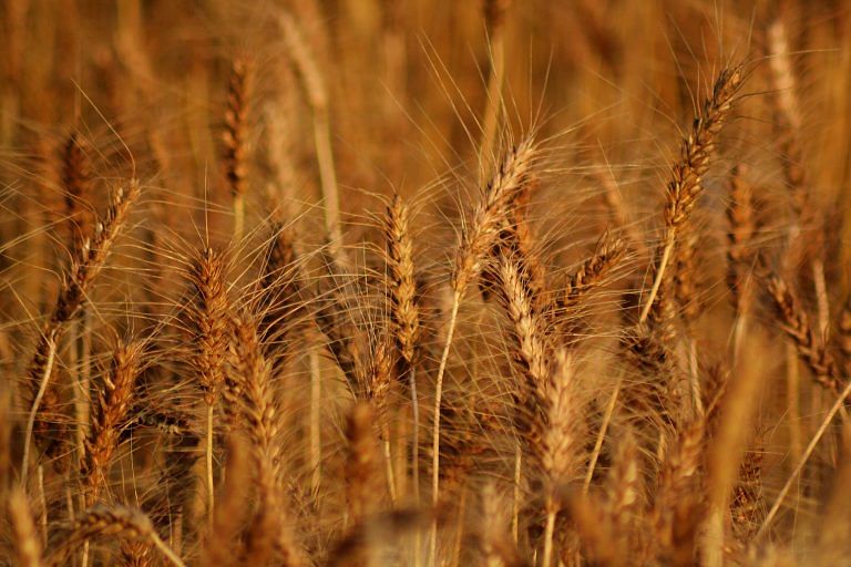 Why India shouldn’t get carried away by wheat, rice export bonanza due to Ukraine war