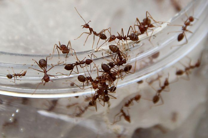 Ants | Nurcholis Anhari Lubis/Getty Images