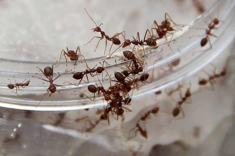 Ants may just save the world from antibiotic resistance