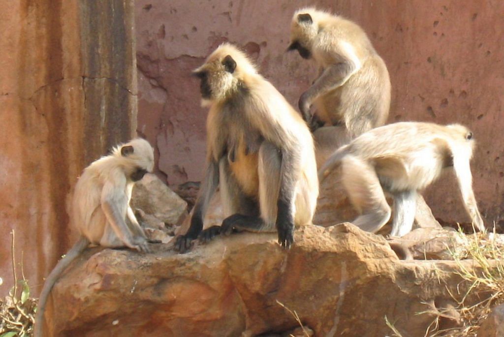 Latest news on monkeys | Indian study finds precursor to human language | ThePrint.in