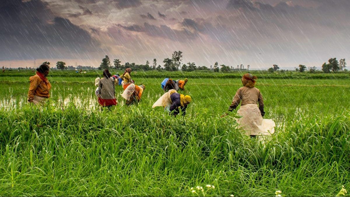 How new US algorithm can help India's farmers make more profits, predict  crop prices