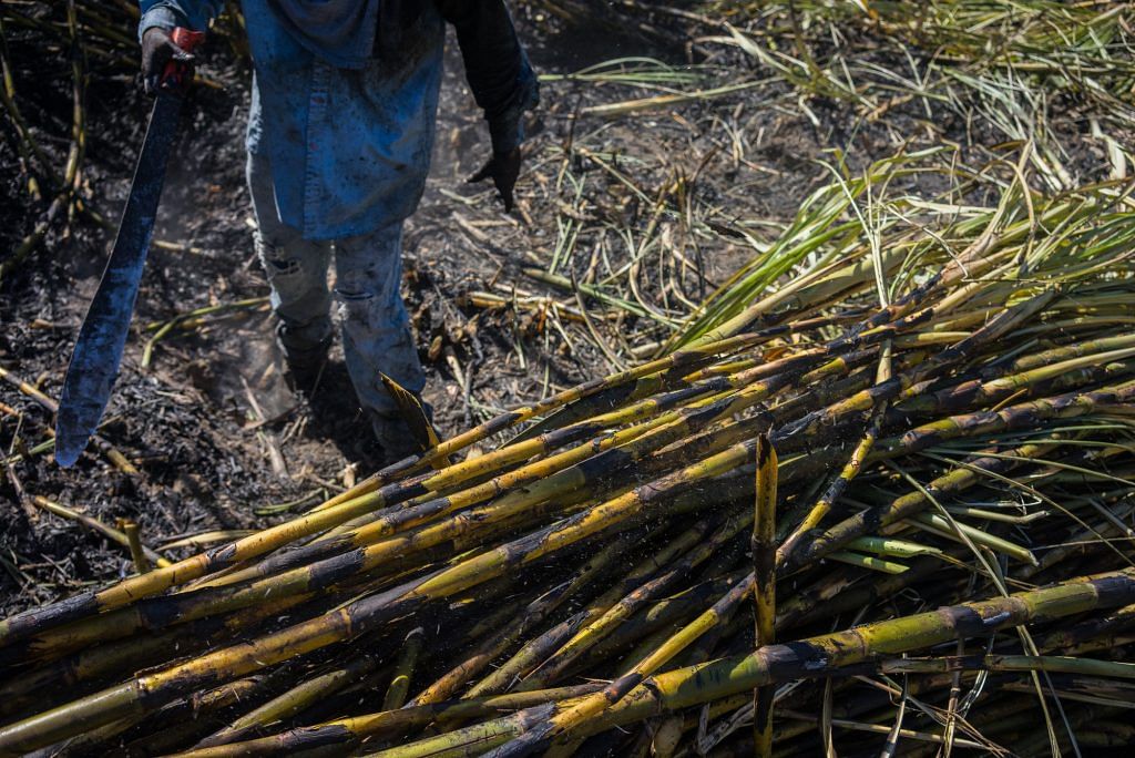 A worker cuts sugarcane in a field in Tepic, Nayarit state, Mexico
