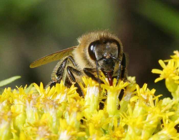Latest news on bees | ThePrint.in