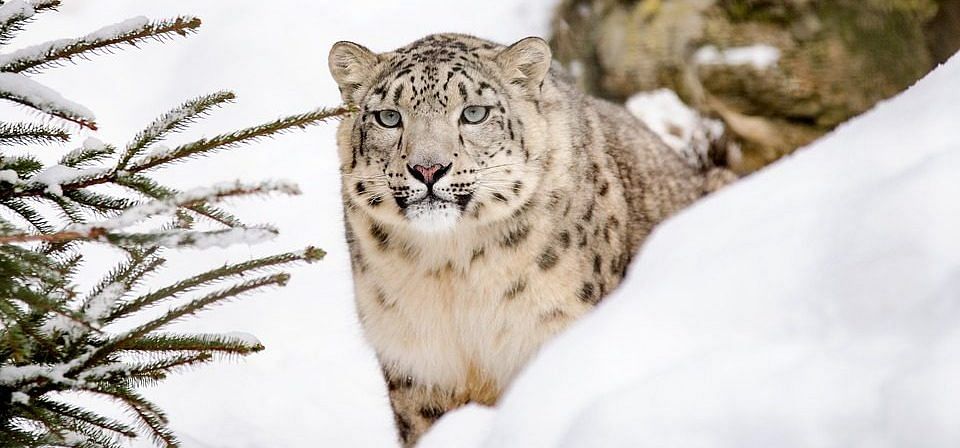 Why spotting the elusive snow leopard in Ladakh is like peekaboo with a  ghost – ThePrint –