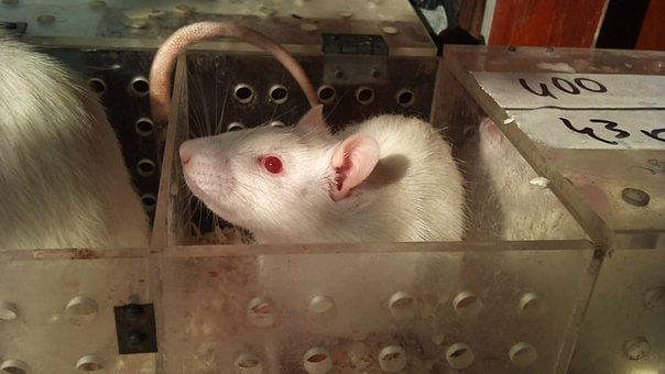 A rat used for an experiment