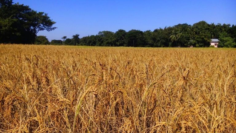This is how GM crop Golden Rice could solve Vitamin-A deficiency in Asia