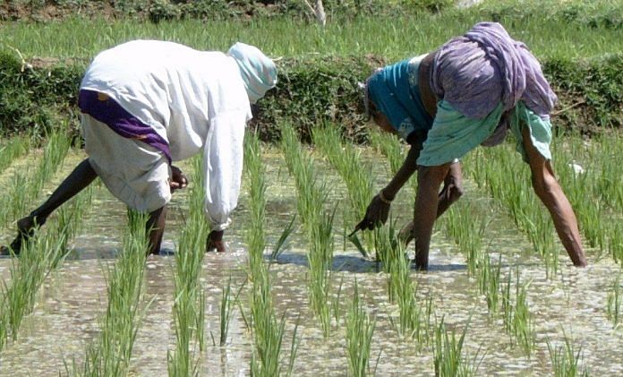 Farmers working in a rice paddy field in Karnataka | Wikimedia Commons