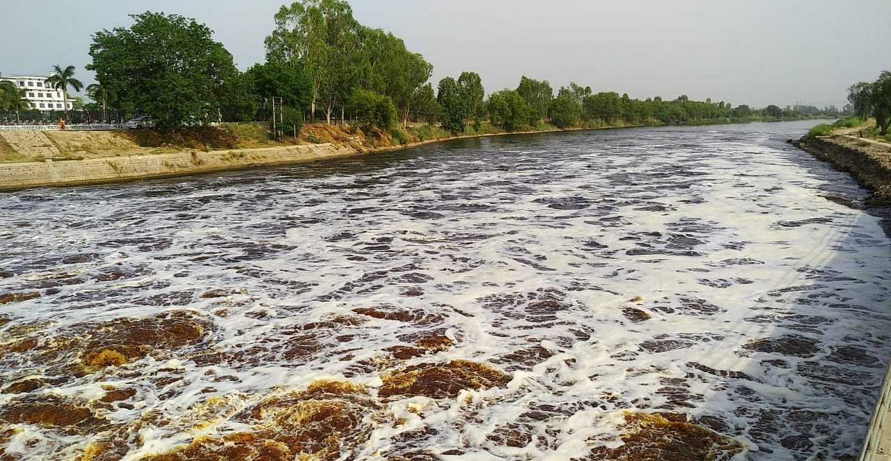 Latest news on Beas water| theprint.in Beas water at Harike Barrage | Punjab Forest Department