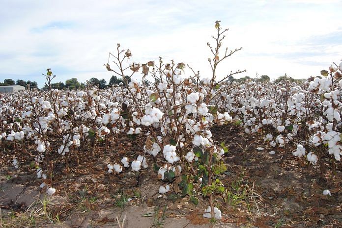 Cotton industry in India