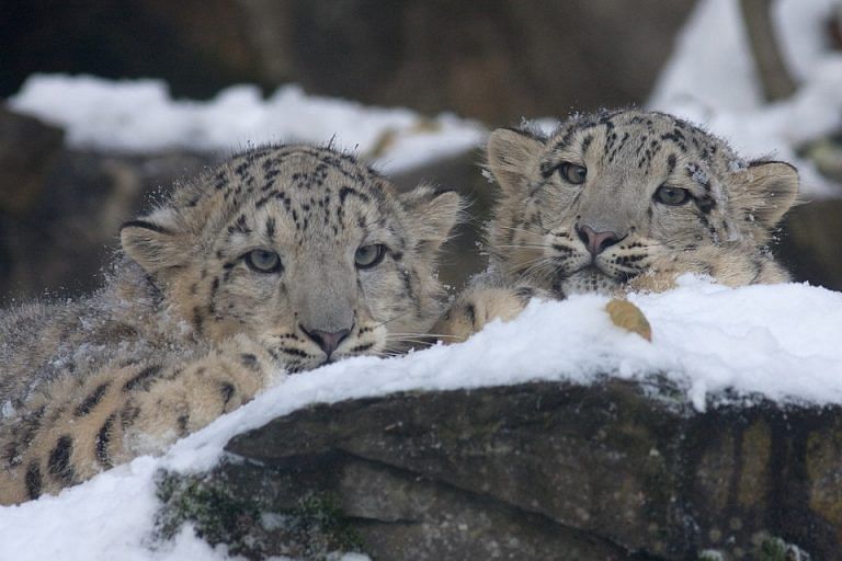SubscriberWrites: Local people’s contribution in India’s first snow leopard census