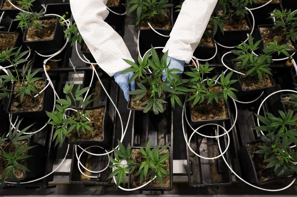 Latest news on marijuana| Opinion | theprint.in Potted cannabis plants | Stefan Wermuth/Bloomberg