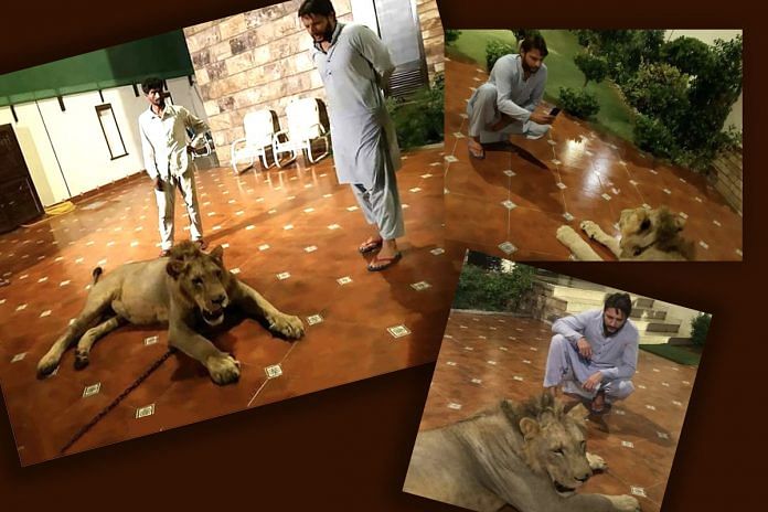 Shahid Afridi shared pictures of a lion inside his home | @kya_msla | Twitter