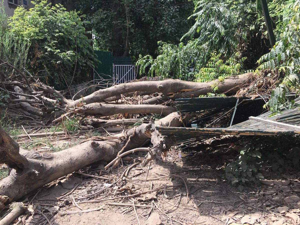 The government had approved felling of 16,500 trees in the city for revamping south Delhi | Shahbaz Ansar