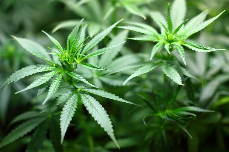 By prohibiting marijuana, India is giving free run to illegal drug cartels: Shashi Tharoor