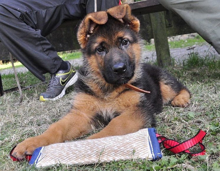 Puppy