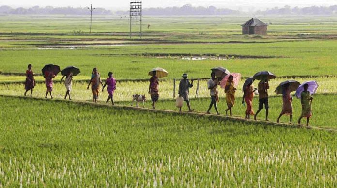 Latest news on rice cultivation in India | ThePrint.in