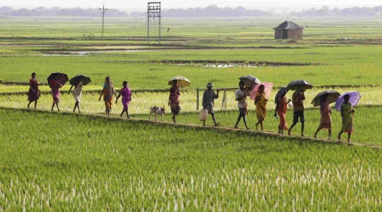 India’s rice history may not have had anything to do with China