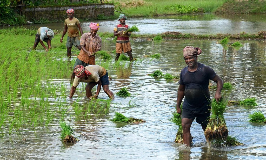 Farmers plant paddy saplings as monsoon rains fill their fields, at a village in West Bengal | PTI