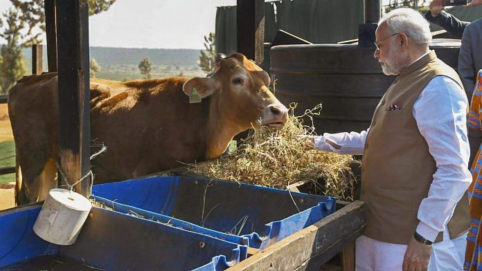 Prime Minister Narendra Modi feeds a cow after he donated 200 cows at Rweru Model village in Rwanda | PIB