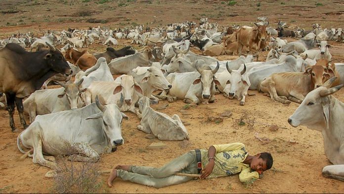 cows